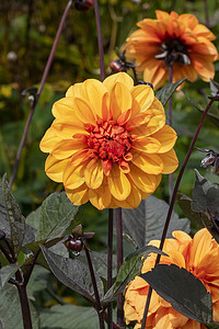 Dahlia 大卫霍华德宏观木头植物背景花瓣生长橙子块茎园艺季节图片