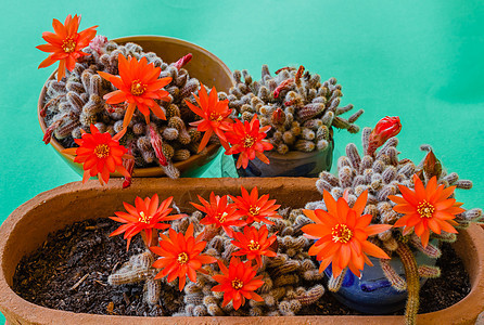 花花仙人掌植物生长地球植物群脊柱多肉植物土壤花园花瓶植物学绿色图片