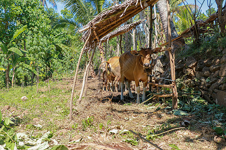奶牛站在收容所下面吃新鲜草 养牛饲养巴厘岛的农民 棕色牛直盯着镜头看 热带背景 笑声牧场动物树木农业主题动物群哺乳动物环境场地庇图片