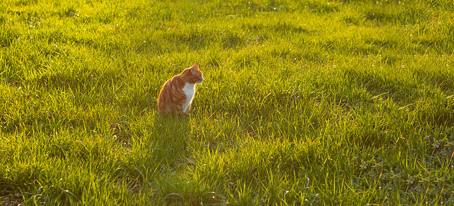 坐在绿草地上等老鼠 后光照打猎动物小猫毛皮婴儿哺乳动物虎斑行动猫咪爪子图片