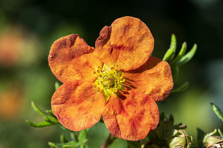 精选的红A香味背景植物植物群生长季节花园灌木园艺花瓣图片