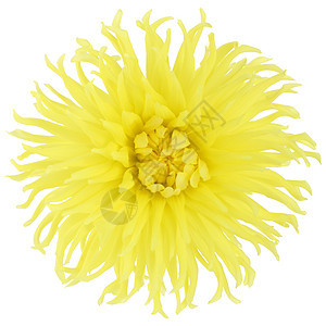 大仙人掌黄色大花花朵 孤立在白色上图片