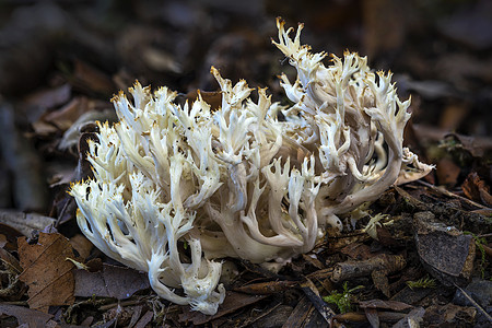 珊瑚真菌宏观季节菌类食用菌孢子树干食物植物林地森林图片