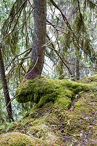 有苔树的树木林地树叶苔藓木头公园叶子荒野树干绿色环境图片