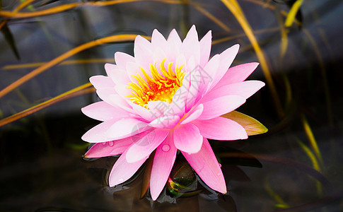 粉红水百合莲花花 在大自然中盛开美丽图片