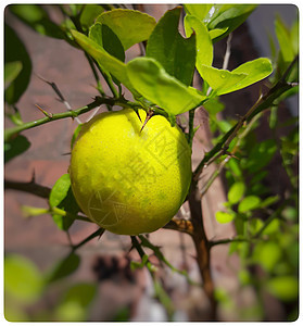 花园中的黄色柠檬植物 以提升免疫力 是维生素C的良好来源 支持体重减肥和皮肤质量叶子场地生长橘味收成太阳果汁树林热带青柠图片