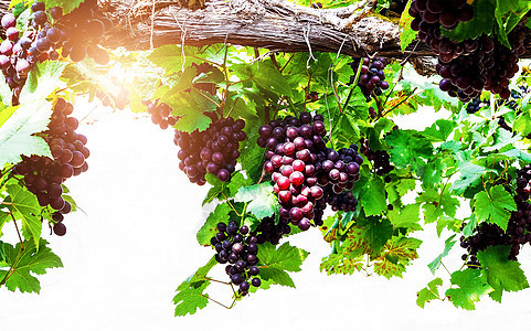 红色葡萄和树上绿色叶子的紧闭图片