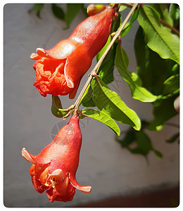 带花和叶子的红石榴植物可以很好地制作叶茶和健康的维生素 c 舒缓胃液有益健康的好饮料图片
