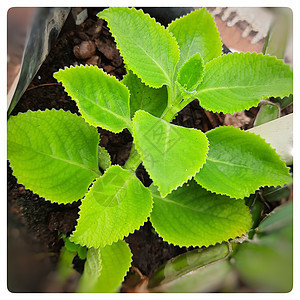 绿色印度传统治疗冷和咳嗽的绿色印度传统药物植物群植物食物生长宏观叶子植物学环境园艺花园图片