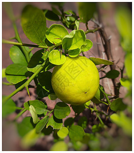 花园中的黄色柠檬植物 以提升免疫力 是维生素C的良好来源 支持体重减肥和皮肤质量阳光果汁太阳青柠生长树枝热带食物场地种植园图片