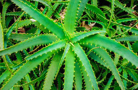 从上面看Aloe vera植物图片