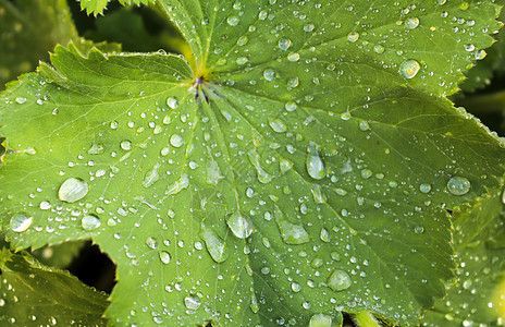 绿树叶和草莓上 近视新雨滴植物草地草本植物花园液体静脉生长树叶宏观飞沫图片