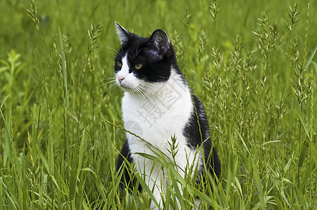 猫在草地上毛皮猫咪猫科白色胡须黑色宠物哺乳动物动物虎斑图片