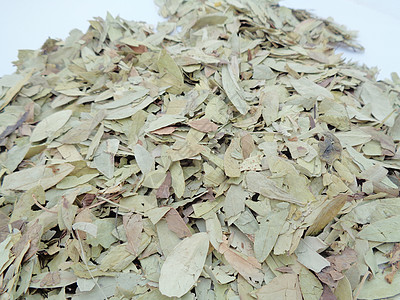 干番泻叶 也称为 daun jati 瓷器 有白色背景 这种叶子通常用作凉茶 此茶清爽 有特殊香气豆荚食物决明子草本植物药品环境图片