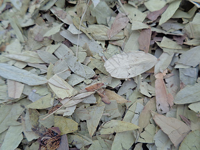 干番泻叶 也称为 daun jati 瓷器 有白色背景 这种叶子通常用作凉茶 此茶清爽 有特殊香气环境药品热带植物阳光便秘食物豆图片