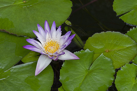 紫色莲花植物学睡莲池塘植物群热带叶子异国植物百合花园图片
