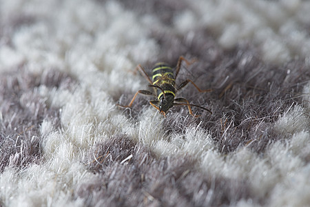 黄蜂甲虫新郎足如探险 在房子的地毯图片