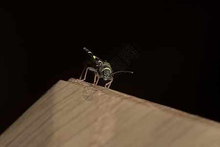 黄蜂甲虫面部的低角度宏观肖像 因为它在疯狂制造的橡树上穿刺图片