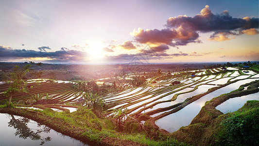 在巴厘的Jatiluwih水稻台上空日出图片