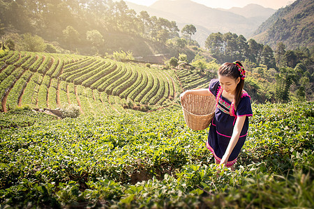 来自泰国的亚洲年轻女性早上在泰国清莱翠芳的茶田种植园采摘茶叶 20 多岁的美丽亚洲女模特图片