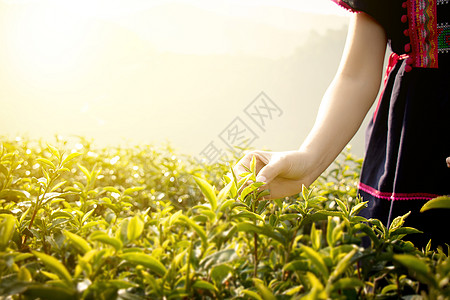 泰国小山地部落农民在泰国清莱州Chui Fong的茶园采茶叶 早晨日出时段图片