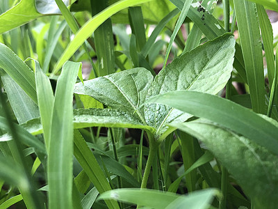 绿草和露露滴雨滴植物群花园蔬菜叶子昆虫树叶场地食物水滴图片