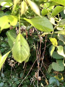 花园里种植的小植物的绿色菜菜叶叶农场植物群农业生长花朵叶子黄色胡椒场地衬套图片