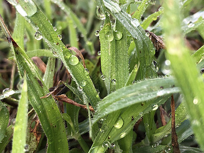 绿草和露露滴农业昆虫树叶植物群场地花园叶子生长食物草地图片