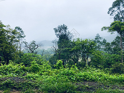 天空阴云的绿林风景图片