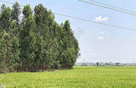 外地具有高压电力线的农村地貌景观天空分支机构场地电缆公园橡木农业树干植物森林图片