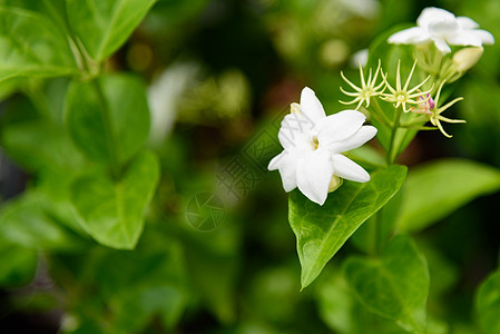 花园里有新鲜的茉莉花疗法叶子芳香香气草本植物植物季节花瓣植物群园艺图片