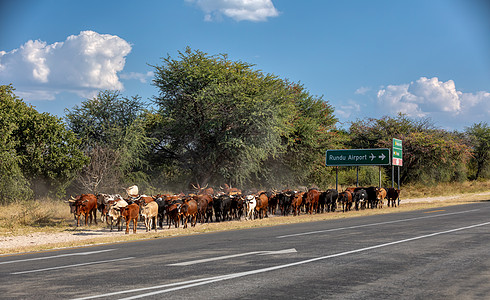 家畜牛从非洲高速公路上的牧场上放牧图片