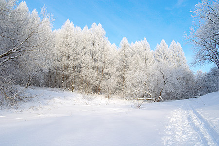 森林中美丽的冬季风景和树木图片