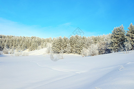 长松松的冬季风景蓝色场地森林天空白色环境季节松树国家树木图片