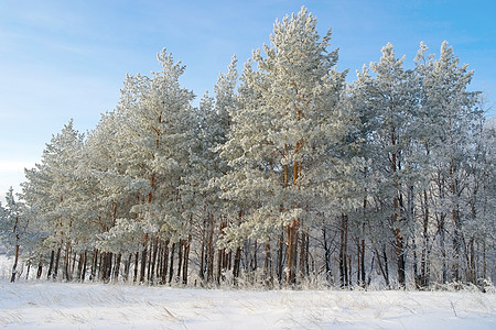 森林冬季地貌木头松树季节雾凇天气白色阳光树木雪花蓝色图片
