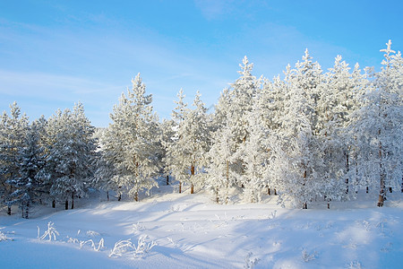 山上覆满了松树雪爬坡雾凇环境白色树木蓝色旅行季节森林天气图片