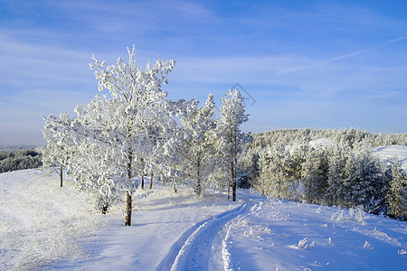 冬季风景场景美丽木头松树阳光蓝色天气季节森林爬坡图片