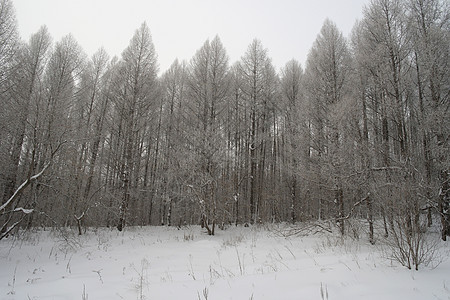 冬季雾地貌暴风雪白色天气森林悲伤季节薄雾图片