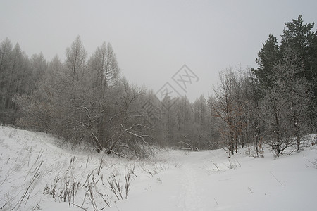 冬季雾地貌悲伤天气森林白色暴风雪季节薄雾图片