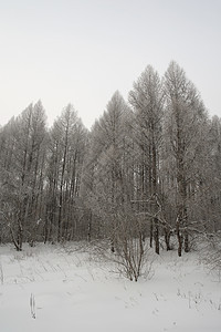 冬季雾地貌薄雾天气悲伤森林暴风雪白色季节图片