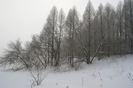 森林冬季雾风貌薄雾悲伤白色暴风雪季节天气图片