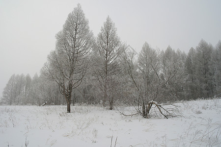 冬季雾地貌白色天气暴风雪薄雾森林悲伤季节图片