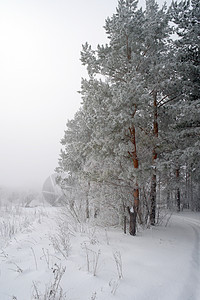 冬季雾地貌白色绿色全景风景天气森林木头季节场景松树图片