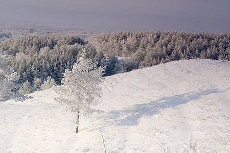 冬季风景 松树雪覆盖乡村场景天空房子滑雪蓝色白色仙境小屋季节图片