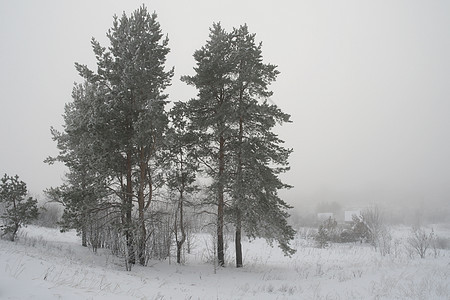 冬季带松树的农村雾风景图片
