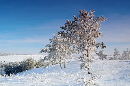 冬季风景 松树雪覆盖蓝色房子季节树木白色森林小屋滑雪场景爬坡图片