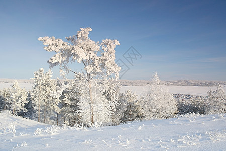 冬季风景爬坡季节性松树树木滑雪白色森林天空季节蓝色图片