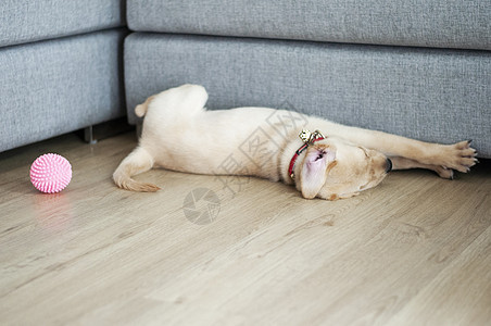 拉布拉多在客厅里睡觉 追逐肖像犬类猎犬朋友友谊房间小狗房子幸福婴儿休息图片