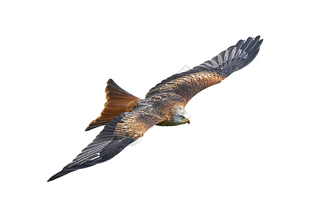 红基特米卢武省木头野生动物羽毛麋鹿林地森林荒野捕食者翅膀秃鹰图片