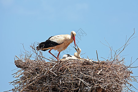 怀着幼小婴儿的白鹤在巢穴中图片